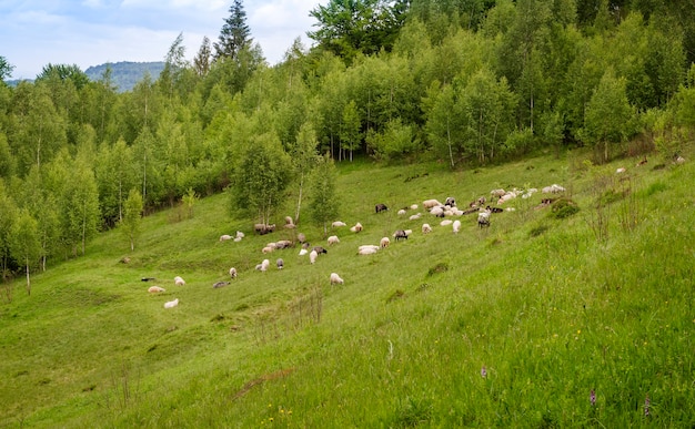 Pecore al pascolo in montagna