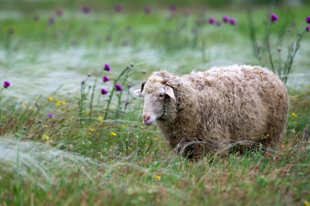 Pecore al pascolo in un campo o in una steppa