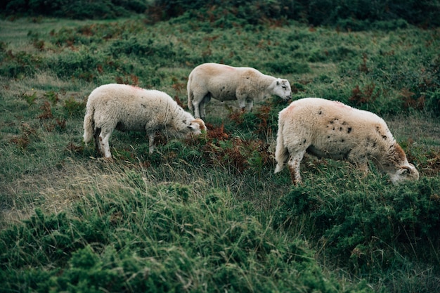 Pecore al pascolo in un campo