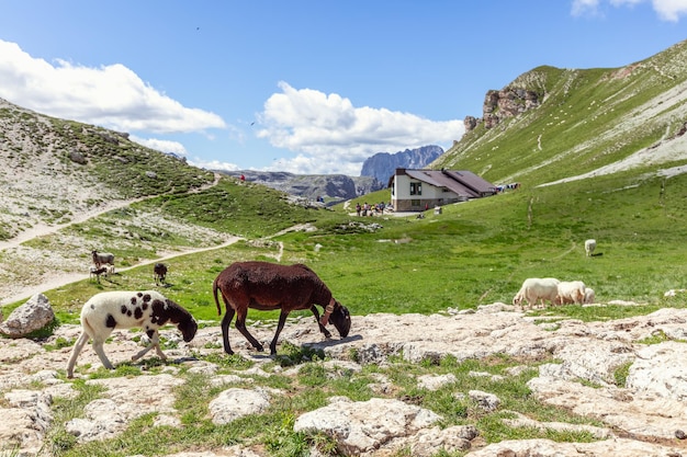 Pecore al pascolo in un rifugio di montagna nelle Dolomiti italiane