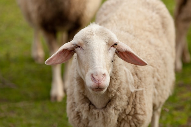Pecore al pascolo nel prato con erba verde