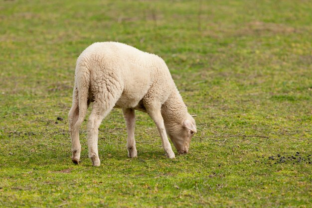 Pecore al pascolo nel prato con erba verde