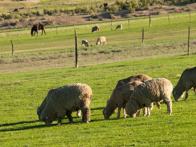 Pecore al pascolo nel prato.