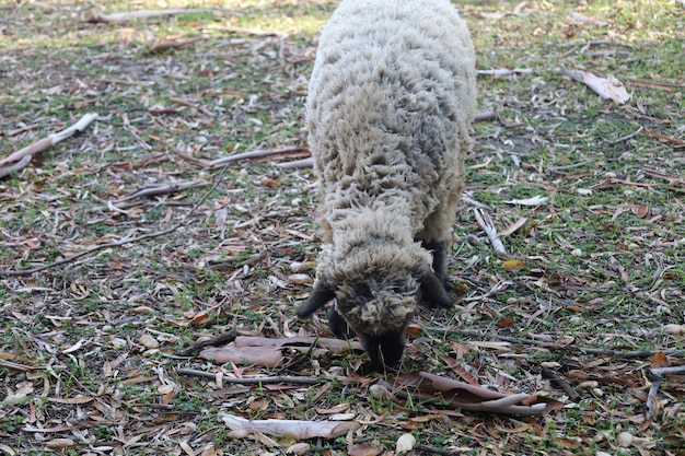 Pecore al pascolo nella fattoria di Ardenwood Fremont California