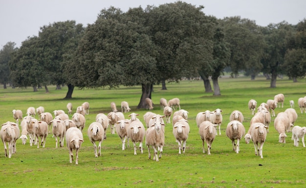 Pecore al pascolo su un prato verde