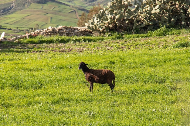 Pecore al pascolo su un prato verde