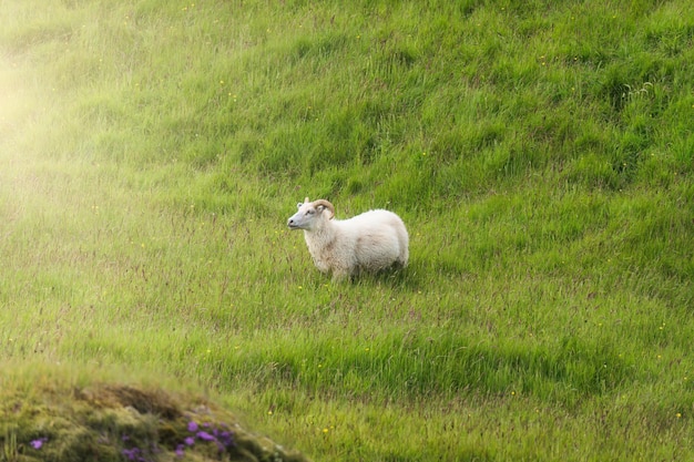 Pecore al pascolo sui prati in campagna