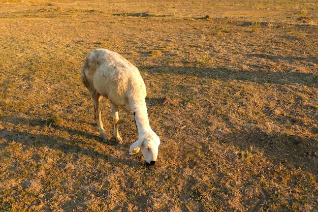 Pecore al pascolo sul campo al tramonto pecore con perline colorate intorno al collo pecore in primo piano