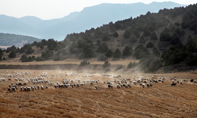 Pecore al pascolo sul campo