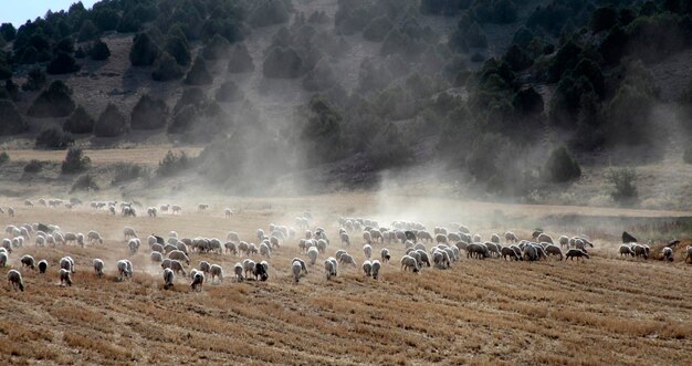 Pecore al pascolo sul campo