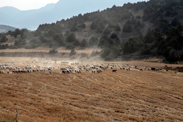 Pecore al pascolo sul campo