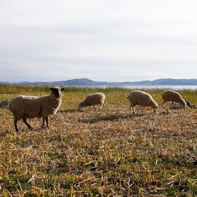 Pecore al pascolo sulla penisola di Llachn sul lago Titicaca in Perù