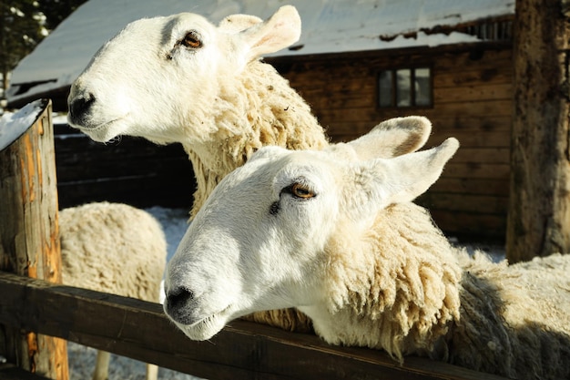 Pecore all'aperto nella stagione invernale nella giornata di sole