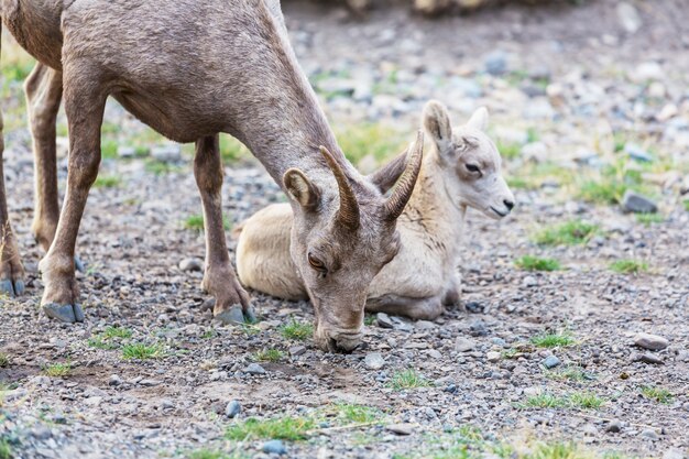 Pecore Big-Horned , nel Parco Nazionale di Banff in autunno, montagne rocciose, Canada