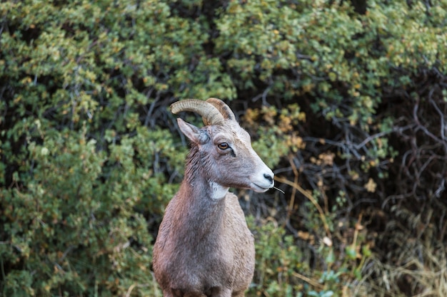 Pecore Big-Horned, nel Parco Nazionale di Banff in autunno, montagne rocciose, Canada