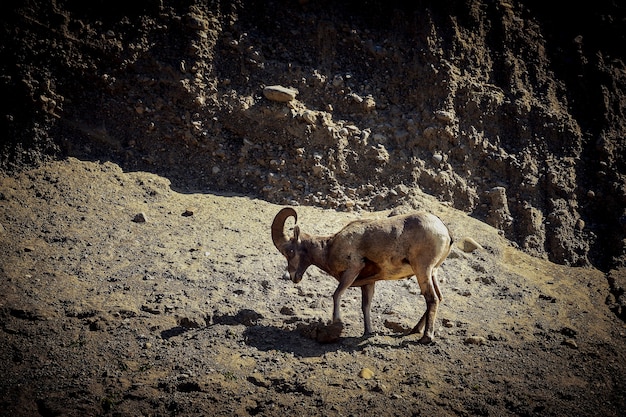 Pecore Bighorn in Canada