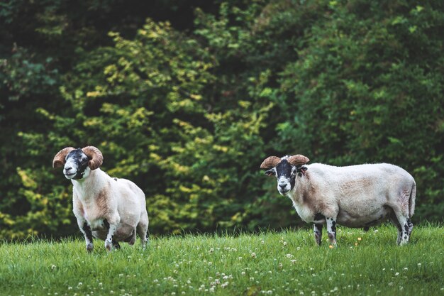 Pecore bighorn irlandesi del primo piano sull'erba.