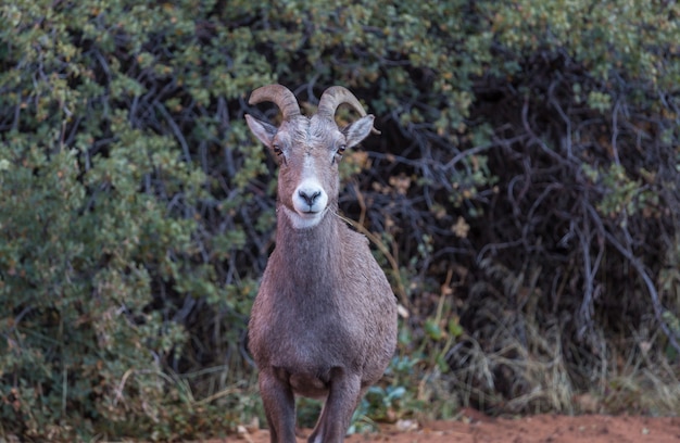 Pecore bighorn selvatiche nelle montagne a cascata