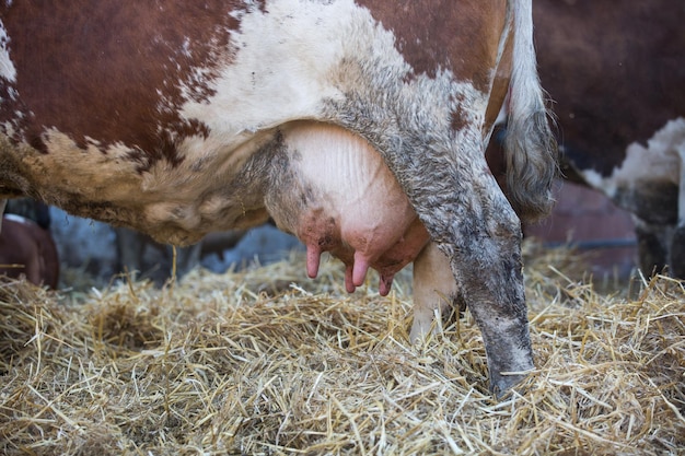 Pecore che bevono acqua in una fattoria