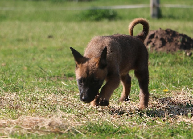 Pecore che camminano in un campo