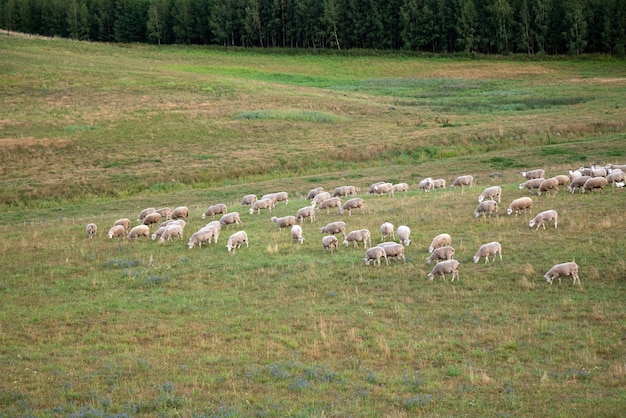 Pecore che mangiano erba nel campo vicino alla foresta.
