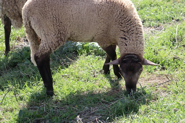 Pecore che mangiano erba nel campo