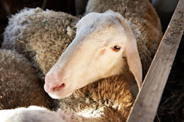 Pecore che mangiano fieno in penna in fattoria