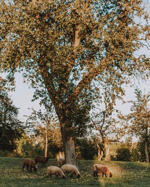 Pecore che pascolano in un campo