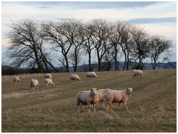 Pecore che pascolano in un campo