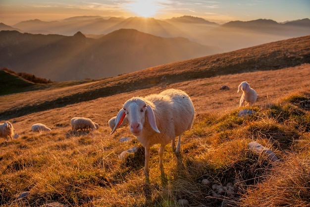 Pecore che pascolano in un campo