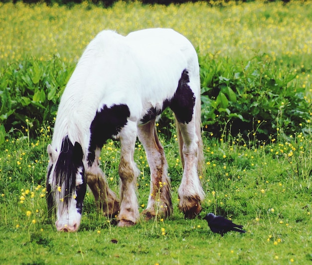 Pecore che pascolano in un campo