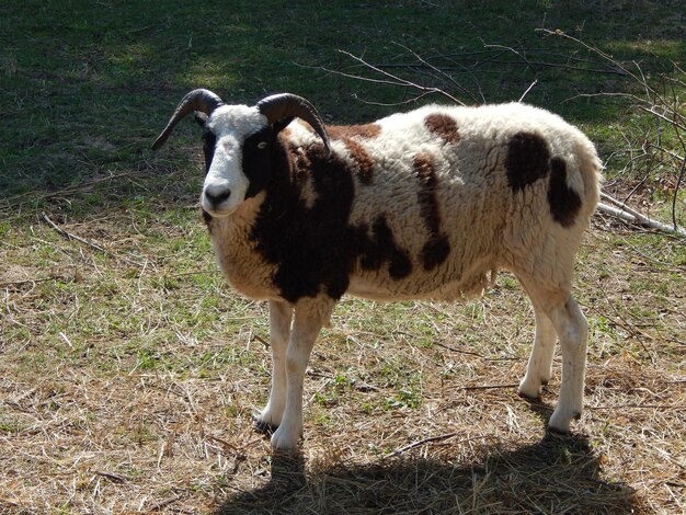 Pecore che pascolano in un paddock su un pascolo in un gregge