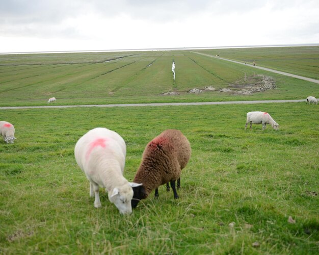 Pecore che pascolano su un campo erboso