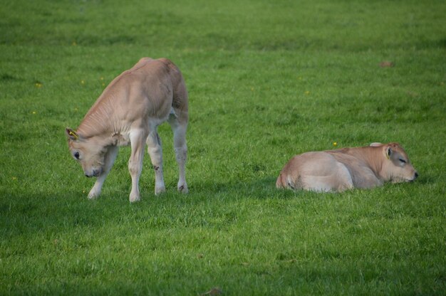 Pecore che pascolano sul campo