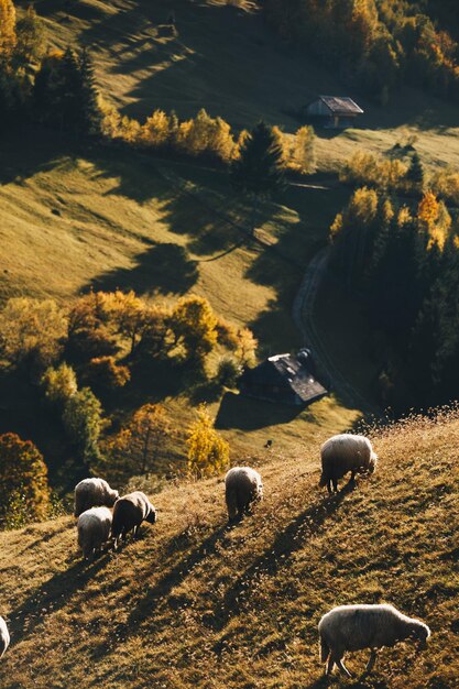 Pecore che pascolano sul campo