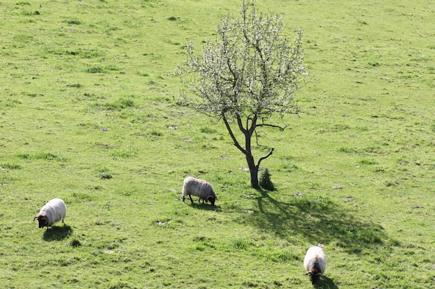 Pecore che pascono l'erba verde in montagna