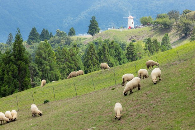 Pecore che vagano sulle praterie della fattoria di Cingjing a Nantou, a Taiwan