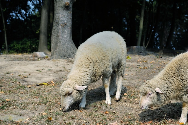 Pecore da vicino su uno sfondo di foresta