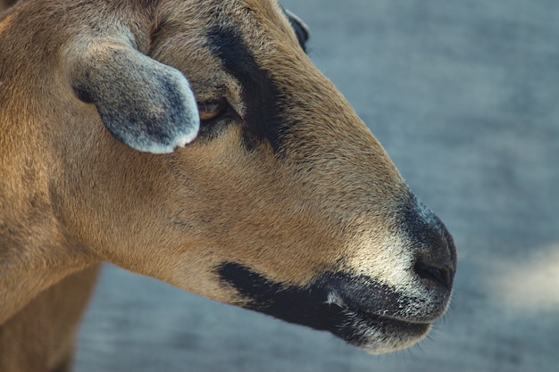 Pecore del Camerun Ritratto di allo zoo