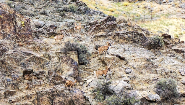 Pecore di montagna in terreno roccioso