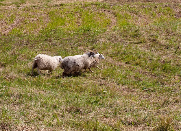 Pecore domestiche che corrono in un gregge sul territorio di un campo collinare