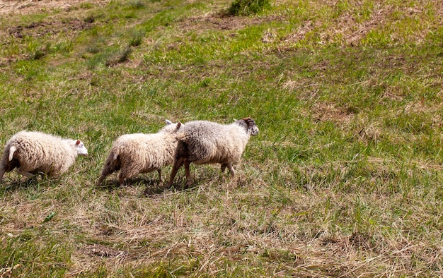 Pecore domestiche che corrono in un gregge sul territorio di un campo collinare