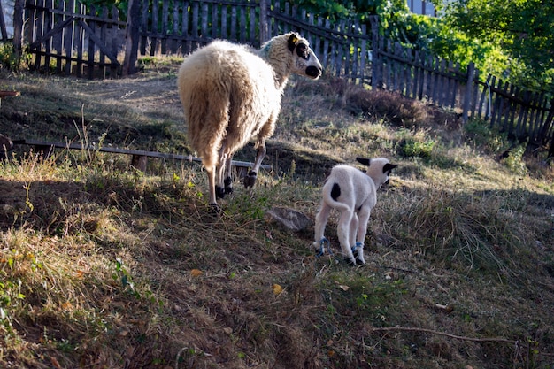 pecore e agnello nel prato