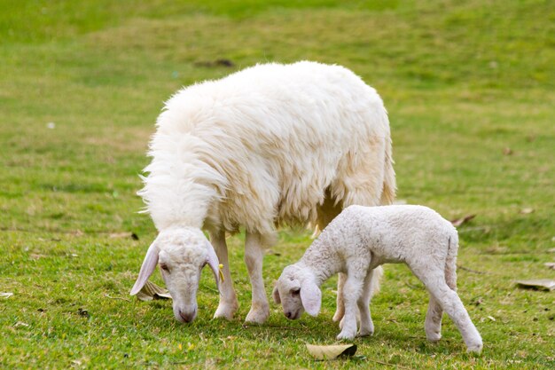 Pecore e agnello nel prato.