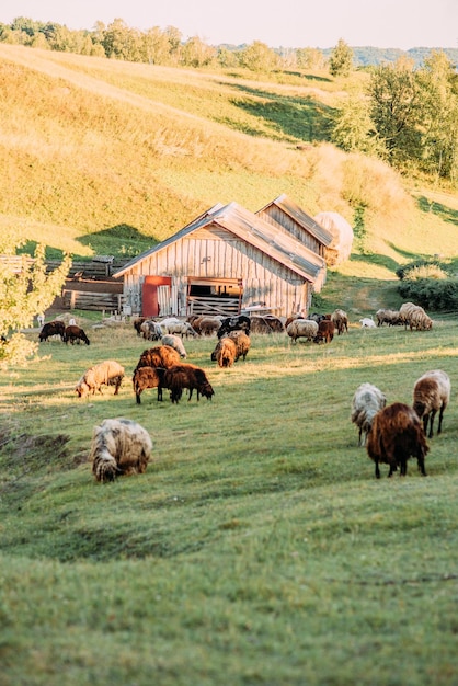 Pecore e capre al pascolo