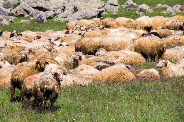 Pecore e capre della valle. Vita animale domestico. Fattoria in montagna. Grande gruppo di pecore.