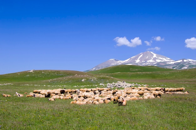 Pecore e capre della valle. Vita animale domestico. Fattoria in montagna. Grande gruppo di pecore.