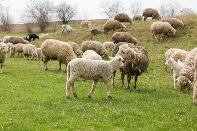 Pecore e capre pascolano sull'erba verde in primavera Panorama tonico