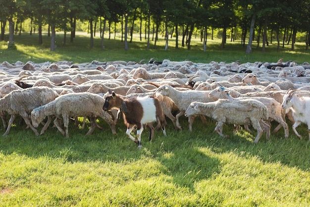 Pecore e capre pascolano sull'erba verde in primavera