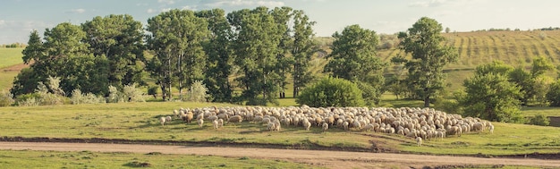 Pecore e capre pascolano sull'erba verde in primavera